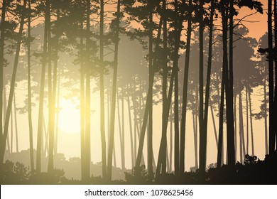 Deep coniferous forest and rising sun shining through trees - vector