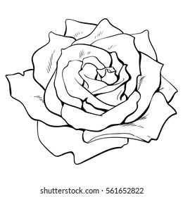 Deep contour rose bud, top view sketch style vector illustration isolated on white background. Realistic hand drawing of open rose flower, decoration element
