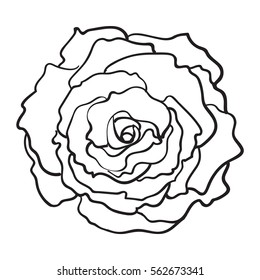 Deep contour rose bud, top view sketch style vector illustration isolated on white background. Realistic hand drawing of open rose flower, decoration element