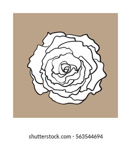 Deep contour rose bud, top view sketch style vector illustration isolated on brown background. Realistic hand drawing of open rose flower, decoration element