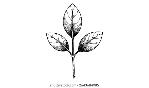 A Deep Dive Into the Significance of Leaves Their Symbolism and Biological Functionality