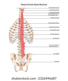 Deep intrinsic back muscles, transversospinalis. Backbone muscular system. Labeled anatomical structure of vertebral column muscles from sacrum to axis. Flat vector illustration