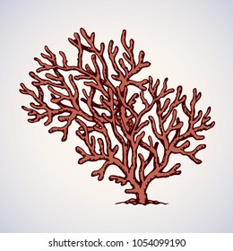 Deep old invertebrate Anthozoa Cnidaria polyp bush isolated on white backdrop. Freehand outline ink hand drawn picture sketchy in art retro scribble style pen on paper. View closeup and space for text