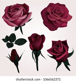 Deep Red Realistic Roses Vector Clip Art set of 6 Marsala Flower image