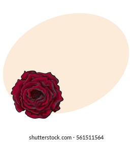 Deep red, ruby rose bud, top view sketch style vector illustration isolated on background with place for text. Realistic hand drawing of open red rose flower, decoration element