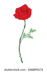 Deep red, ruby rose flower with green leaves, sketch style vector illustration isolated on white background. Realistic hand drawing of open red rose, symbol of love, decoration element