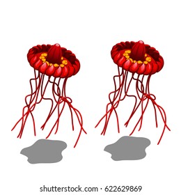 Deep scyphoid jellyfish Atoll (Atolla vanhoeffeni) isolated on white background. Vector cartoon close-up illustration.