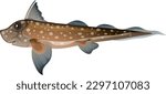 Deep sea creatures Chimaera fish illustration