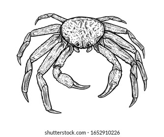 Tiefseebewohner. Vektorillustration-Graviergrafik von Krabben