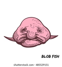 Deep sea fish blobfish sketch color vector illustration isolated on white background