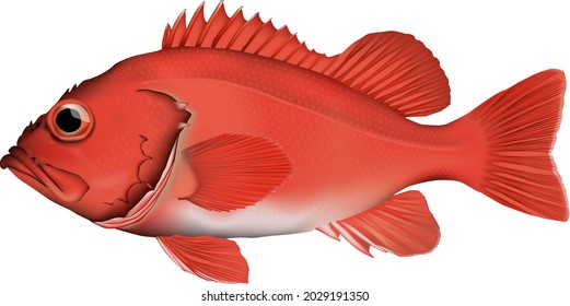 Deep sea 'Rose fish'  illustration. Vector EPS format.