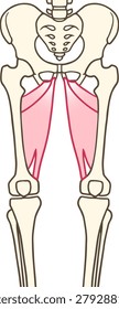 Deep Thigh Anatomy: Isolated Adductor Magnus, Minimus, and Adductor Hiatus