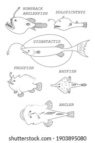 Deep-sea fish (order Lophiiformes) with text names. Black outline silhouette vector image set.