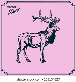 Deer