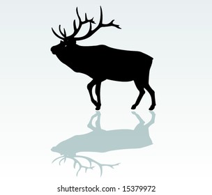 deer