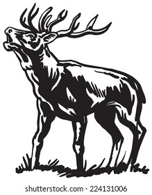 Deer