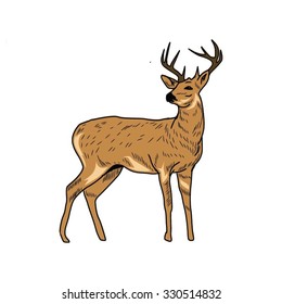 deer