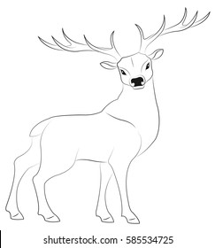 deer