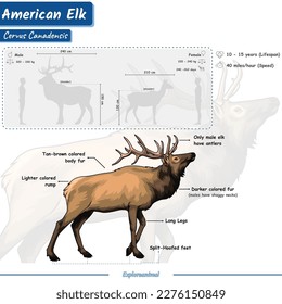 Deer anatomy. 
Diagram showing parts of an elk.
infographic about elk, identification and description.
Can be used for topics like biology, zoology.