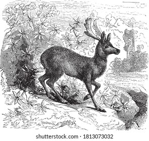 Hirsche, aus dem Wörterbuch der Worte und Dinge, 1888.