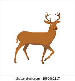 Deer For Animal Vector Illustration