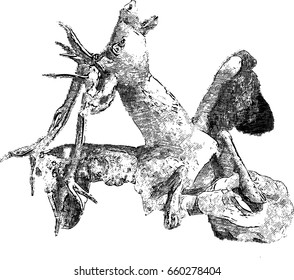  deer antique sketch