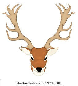 Deer antler