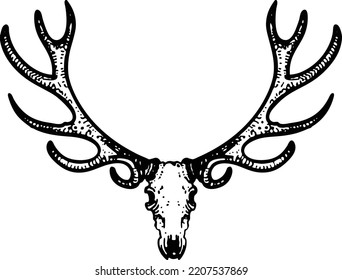 
deer antler skull vector ilustration image lineart