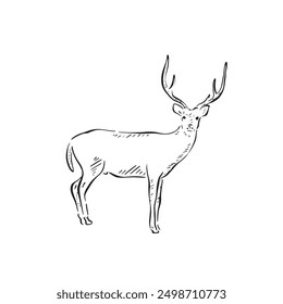 A deer with antlers, side profile drawn by hand in black and white sketch style. Facing right with a short tail. Shaded and vectorised. 