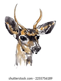 Deer with antlers sketch art. Forest wildlife watercolor vector.