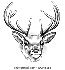 Deer with antlers. Vector illustration.