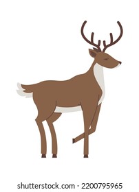 Deer Arctic Wildlife Animal. Vector illustration
