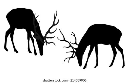 Deer battle vector silhouette isolated on white background. Reindeer, proud Noble Deer male in forest, zoo. Powerful buck with huge neck and antlers. Red deer fighting for female. Struggle in forest