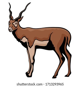 Illustration Of Deer 图片 库存照片和矢量图 Shutterstock