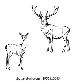 Deer, black and white drawing. Vector illustration isolated on a white background.