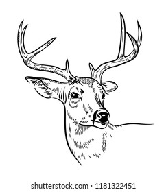 Deer with branched horns, drawn by hand, doodle style