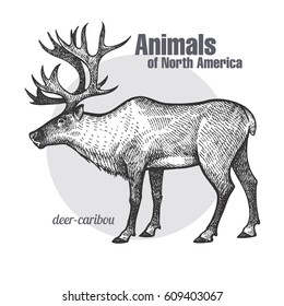 Deer caribou hand drawing. Animals of North America series. Vintage engraving style. Vector illustration art. Black and white. Object of nature naturalistic sketch.