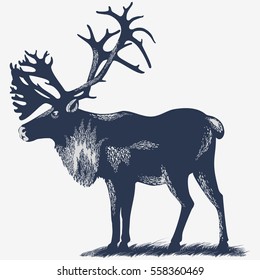 Deer Caribou North on the grass, in the blue color, illustration, vector