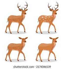 Deer cartoon character set vector illustration on white background, wild animal.