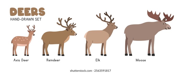 Deer cartoon clipart set. Axis deer, reindeer, elk, moose vector illustrations in flat style. Hand-drawn wild animals concept