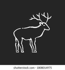 Deer chalk white icon on black background. Hoofed ruminant mammal, herbivore animal with beautiful antlers. Forest wildlife. Majestic reindeer, horned stag isolated vector chalkboard illustration