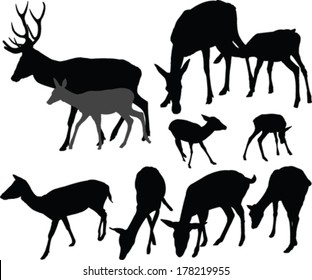 deer collection