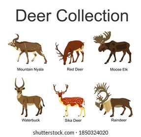 Deer collection vector illustration isolated on white background. Mountain nyala antelope. Moose elk. Reindeer buck. Red deer grassing. Waterbuck african deer bontebok. Sika symbol.