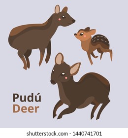 Pudú deer collection the world's smallest deer. Simple vector illustration of animal family