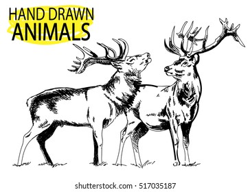 Deer. Drawing by hand in vintage style. Drawing by hand a pen. Deer with big horns.