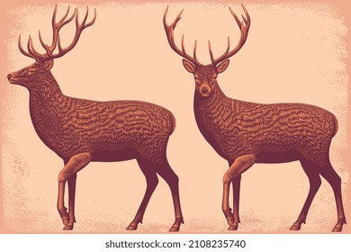 Deer. Editable hand drawn illustration. Vector vintage engraving. 8 EPS