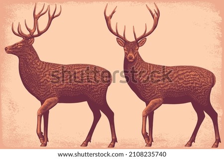 Deer. Editable hand drawn illustration. Vector vintage engraving. 8 EPS