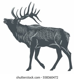 Deer, Elk, Illustration, Vector