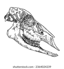 Deer Elks Caribou or Moose dead animal skull. Engraving hand drawing stroke line art head skull. Sketch. Vector.