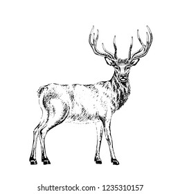 Deer engraved illustration. Vector